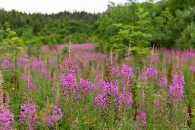 flowers of Fireweed, Chamaenerion angostifolium on a sunny summer day. Fireweed (Chamaenerion angostifolium) blooms en masse in the Carpathian Mountains.