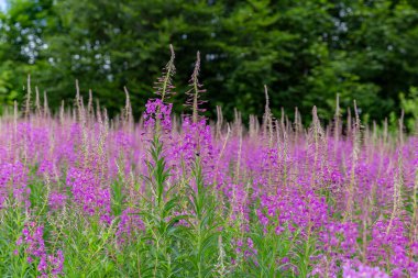 flowers of Fireweed, Chamaenerion angostifolium on a sunny summer day. Fireweed (Chamaenerion angostifolium) blooms en masse in the Carpathian Mountains.