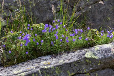 Campanula tatrae is a high-altitude plant that grows on rocks in the Carpathians.