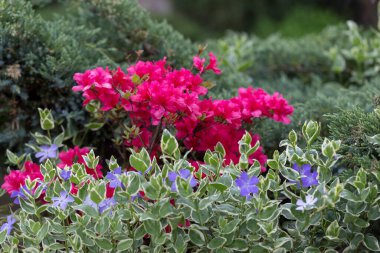 Beautiful red rhododendron flower in garden with magic bokeh. Blooming red azalea flowers close-up in garden. An example of using rhododendron bushes in landscaping.