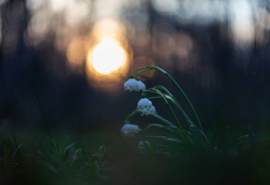 Spring snowflake flowers in beautiful evening light and magical bokeh background. Leucojum vernum, called the spring snowflake, flowering plant in the family Amaryllidaceae.