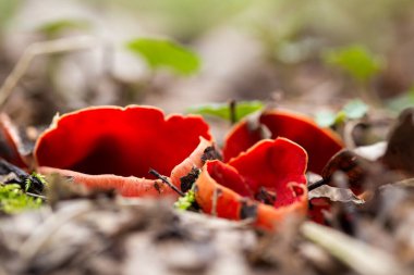 Sarcoscypha coccinea, commonly known as the scarlet elf cup, scarlet elf cap, or the scarlet cup, is a fungus in the family Sarcoscyphaceae.