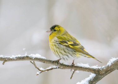 The Eurasian siskin (Spinus spinus) is a small passerine bird in the finch family Fringillidae. A male common siskin sits on a snowy branch in winter.