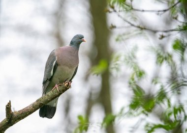 The common wood pigeon or common woodpigeon (Columba palumbus), also known as simply wood pigeon or woodpigeon.