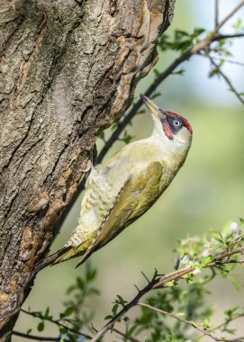 European green woodpecker (Picus viridis) is a large woodpecker of European fauna. A male Green woodpecker on a tree trunk in a spring setting.