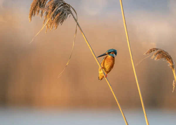 Κοινή Kingfisher Alcedo Αυτό Κάθεται Ένα Κλαδί Καλάμι Στο Όμορφο — Φωτογραφία Αρχείου