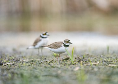 Halkalı karabatak (Charadrius hiaticula) küçük bir karabataktır. Tipik bir yuva ortamında iki yaygın halka yağmurluk..