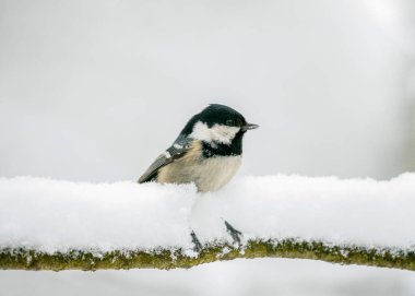 coal tit or cole tit (Periparus ater) is a small passerine bird in the family Paridae. coal tit in winter among loose snow in the forest.