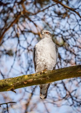 Accipiter Gentilis, karlı bir ormanda bir dala tünemiş. Vahşi doğada görkemli bir yırtıcı. Kuzey kartal (