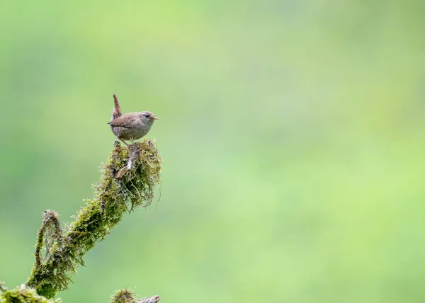 Wren Eurasiático Troglodytes Troglodytes Biotopo Típico Con Maravilloso Fondo Vegetación —  Fotos de Stock