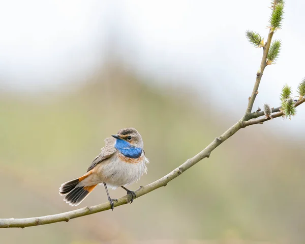 수염수리 Luscinia Svecica 서식지에서 짝짓기를 깃털을 가지고 야생성 — 스톡 사진