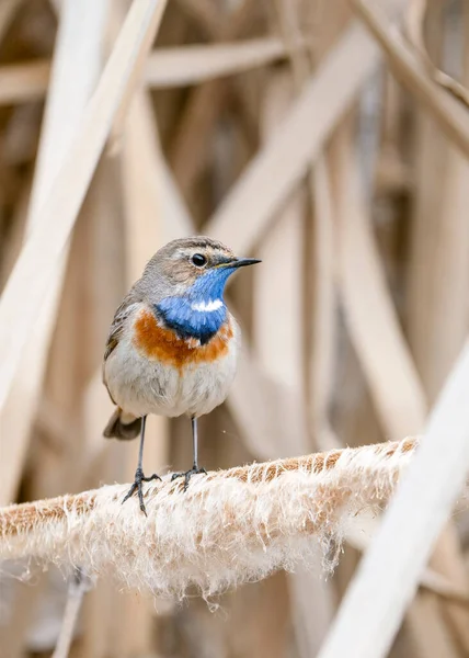 수염수리 Luscinia Svecica 서식지에서 짝짓기를 깃털을 가지고 야생성 — 스톡 사진