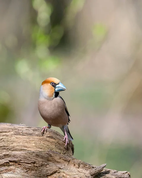 Hawfinch Coccothraustes Coccothraustes Ispinozgiller Fringillidae Familyasından Ötücü Bir Kuş Türü — Stok fotoğraf