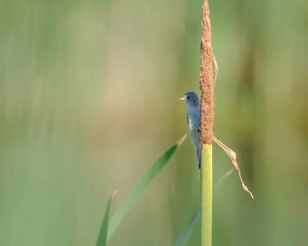 Young European Penduline Tit Remiz Pendulinus Sits Bulrush Branch — Φωτογραφία Αρχείου