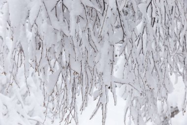 Ağaç dallarında beyaz pofuduk kar, doğal kış arkaplanları, dokular ve duvar kağıtları. Kış teması, yeni yıl konsepti ve karlı kış. Soğuk karlı hava. Soğuk krema dokusu.