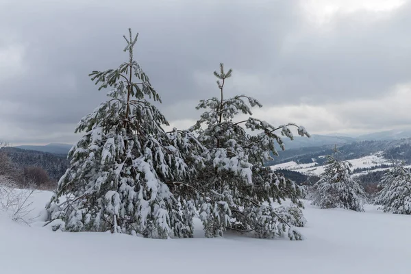 霜の日に雪の中で白い冬の芽 場所カルパチア山脈 ウクライナ ヨーロッパ 鮮やかな写真の壁紙 クリスマス休暇のコンセプト 明けましておめでとうございます 地球の美しさを発見 — ストック写真