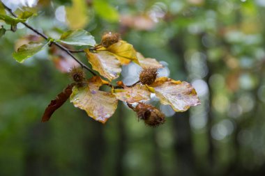 Kayın fıstıkları kapsülde, kayın (Fagus sylvatica). Sonbahar yaprakları ve meyveleri olan kayın dalı. Avrupa 'nın kayın ormanları, kayın ormanları, orman ekosistemleri.