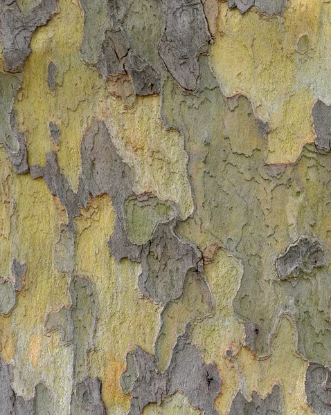 Corteza de árbol plano — Foto de Stock