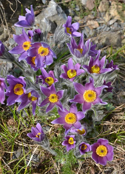 Violet flowers in a vertical format — Stock Photo, Image