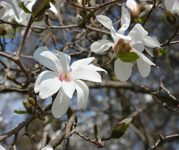 Manolya bahar kirişler güneş altında beyaz çiçekler