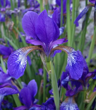Iris