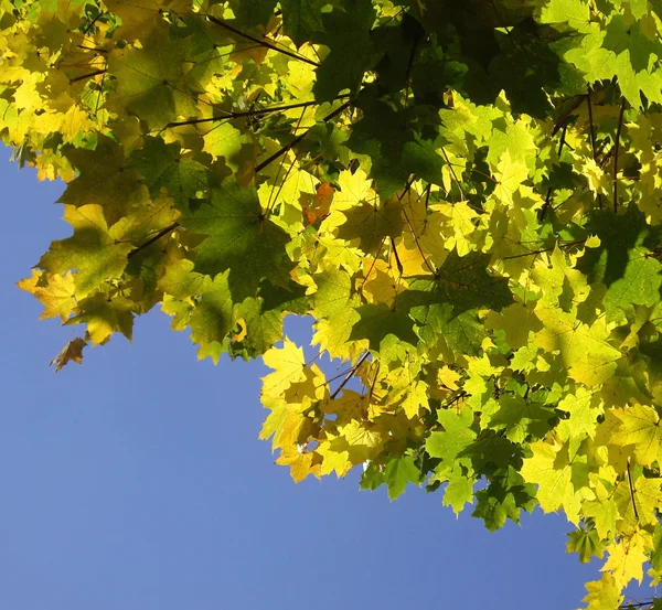 Yellow and green leaves of a maple — Stock Photo, Image