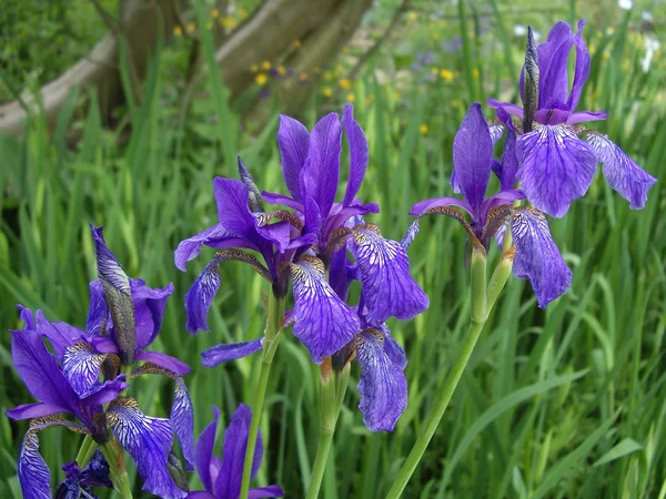 Irises — Stock Photo, Image