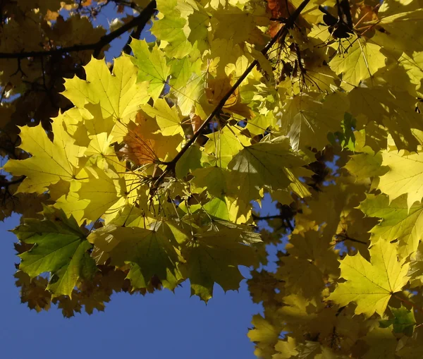 Branch of maple leaves in the autumn — Stock Photo, Image