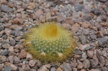 küçük kaktüs taşlar üzerinde