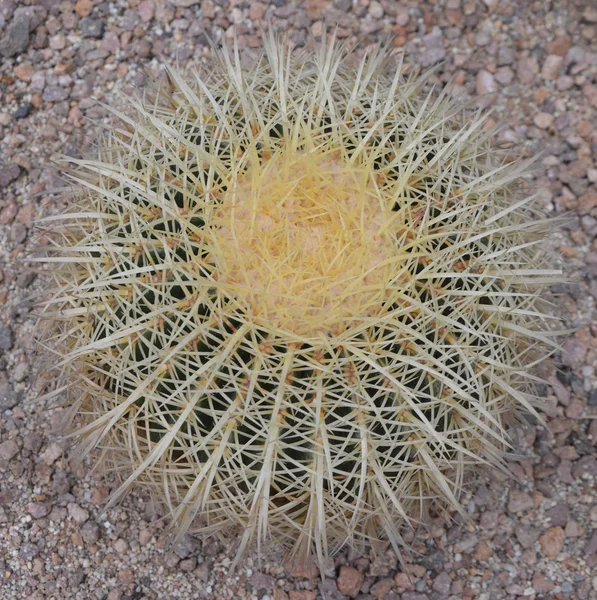 Structure of needles of a cactus — Stock Photo, Image