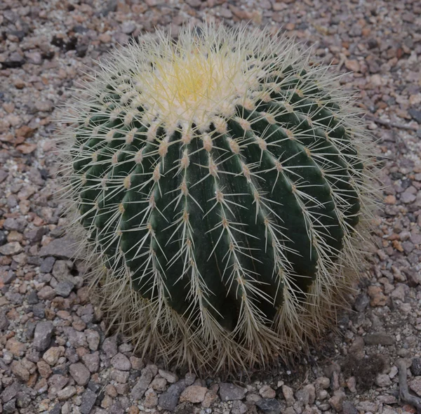 Cactus with long needles — Stock Photo, Image