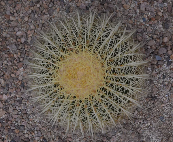 The top view on cactus needles — Stock Photo, Image