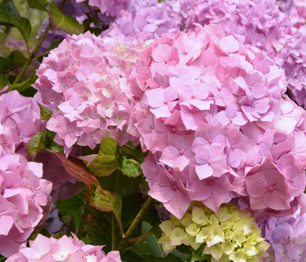 Flores cor-de-rosa de uma hortênsia — Fotografia de Stock