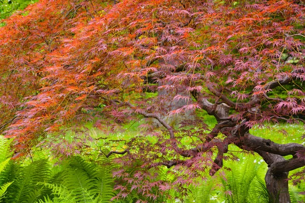 Acero con piccoli foglietti rossi — Foto Stock