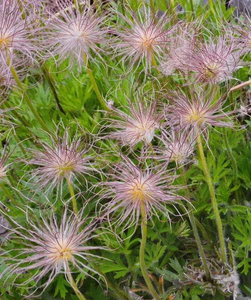 Pulsatilla pratensis — Stock Photo, Image