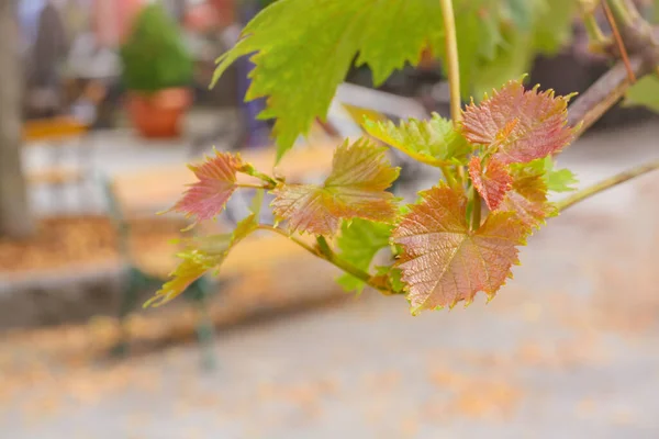 Verschwommener Hintergrund mit Weintrauben-Herbstblättern in Grüntönen — Stockfoto