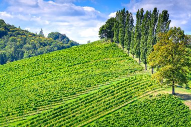 Tepedeki üzüm bağlarının ve ağaçların yatay görüntüsü