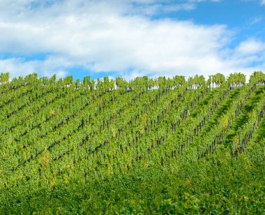 Styria 'daki sıra sıra yeşil üzüm bağlarının yatay görüntüsü