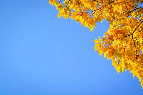 Fondo con cielo azul y follaje de Quercus rubra roble —  Fotos de Stock