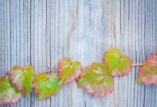 Wooden background with autumn green with a red tint leaves — Stock Photo, Image