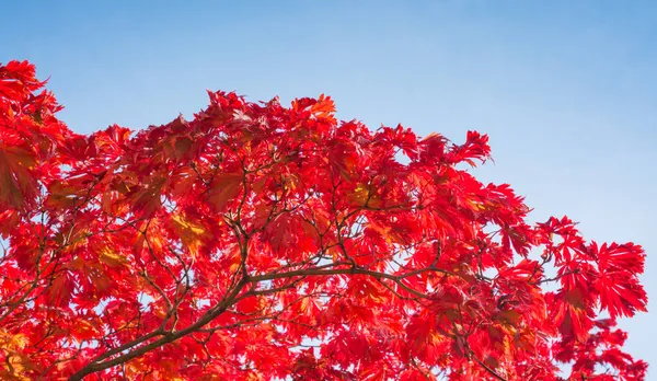 Background with red japanese maple foliage and blue sky — Stock Photo, Image