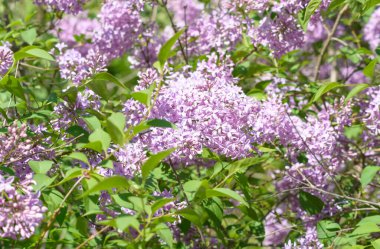 Bulanık bir arka planda dalda eflatun rengi.