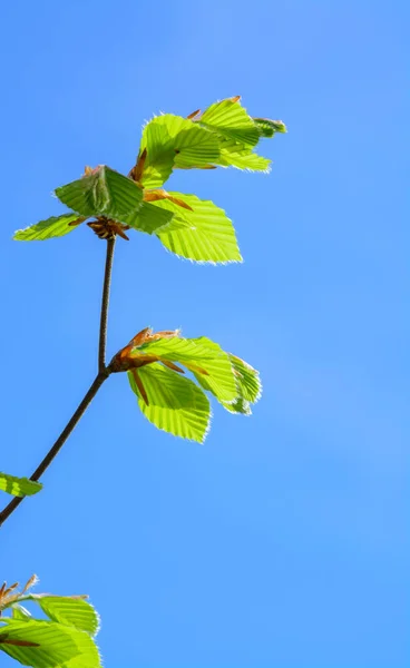 Young green new elm leaves on a branch against a blue sky — Stock Photo, Image