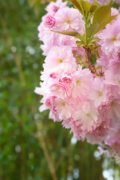 Une branche avec une inflorescence de sakura sur un fond flou — Photo