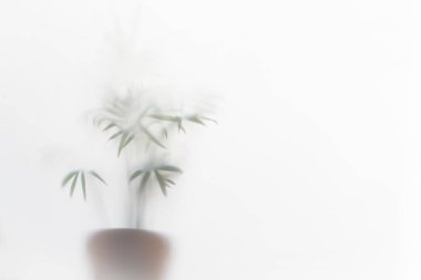 Oda palmiyesi yaprakları silueti ile bulanık arkaplan