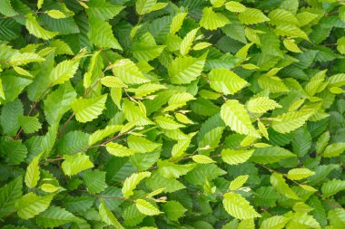 Karaağaç dallarında yeşil yapraklı arkaplan