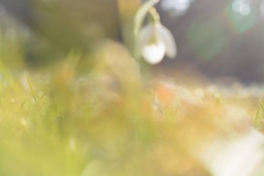 Bahar yeşili ilk kar damlasıyla bulanık arkaplan