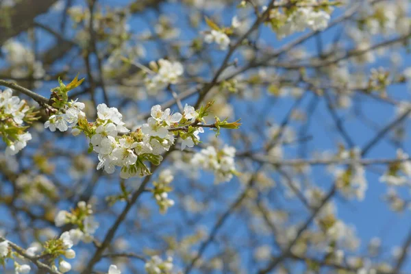 Fleurs de cerisier sur un fond bleu du ciel et des branches — Photo