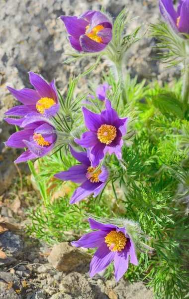 Voorjaarsbloemen Pulsatilla patens op een wazige achtergrond — Stockfoto