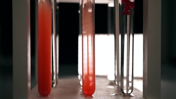 Sangue Lentamente Dissolve Una Provetta Con Liquido Limpido Scienziato Infonde — Video Stock